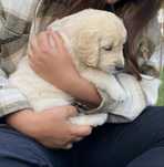 Golden Retriever TOP