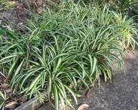 Planta-Aranha(Clorophytum com.) varias unidades de vários tamanhos
