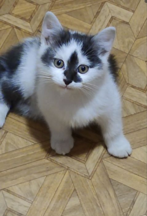 Кошеня, 2 місяці, дуже потрібна родина