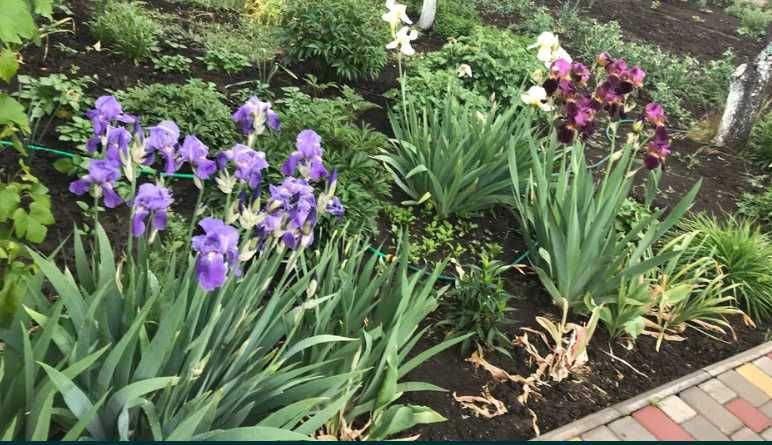 ирисы двухцветные