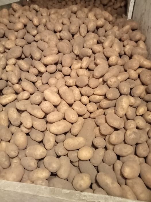 ziemniaki jadalne Tajfun