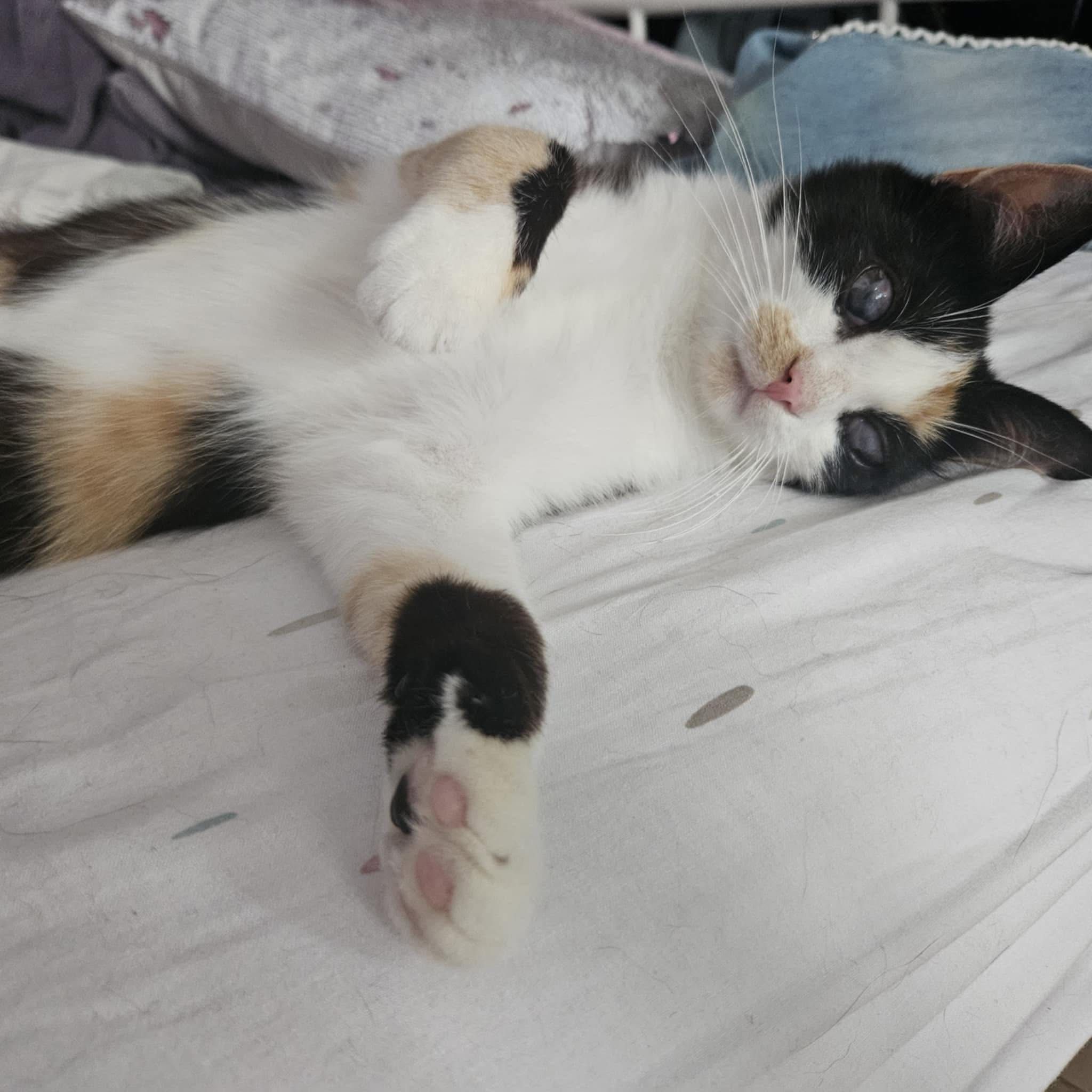 Cudna kotka Nori PILNIE szuka domku do adopcji