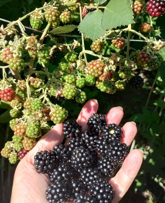 Продам саженцы ежевики разных сортов