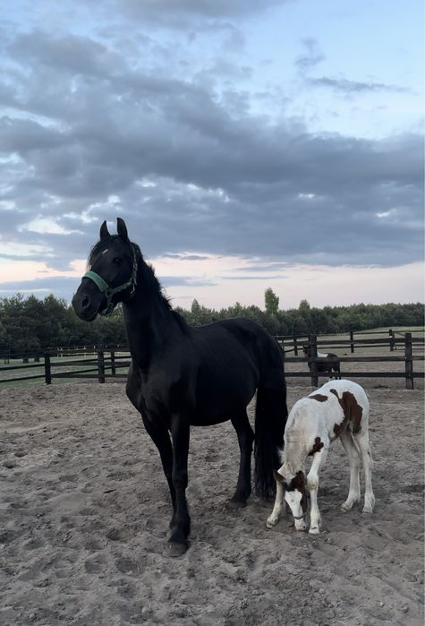 Sprzedam klacz z źrebakiem