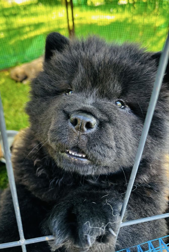 Chow Chow piekna suczka ! Gotowa do odbioru !