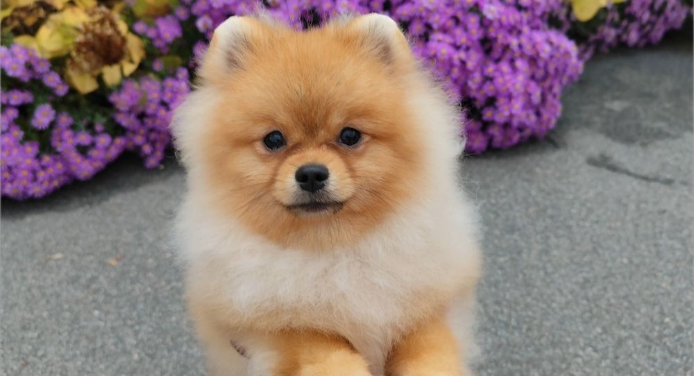 Пухнастий Михайлик