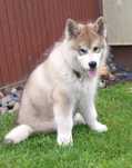 Szczenie Alaskan Malamute Zkwp