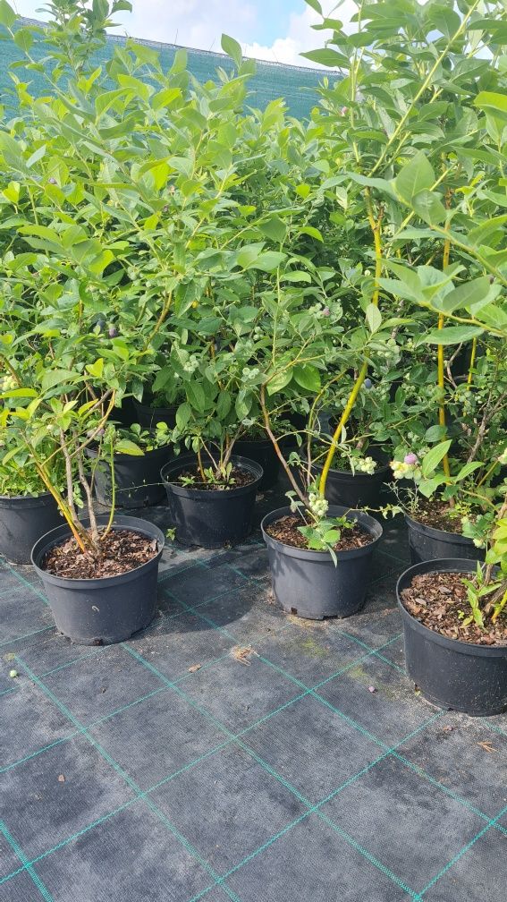 Borówka Amerykańska duże owocujące sadzonki 4 letnie 4 litry