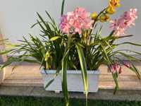 Vaso grande com 3 orquídeas diferentes