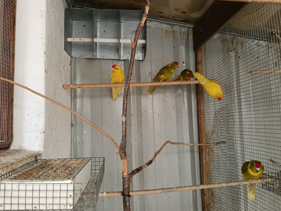 Vendo kakarikis já grandes