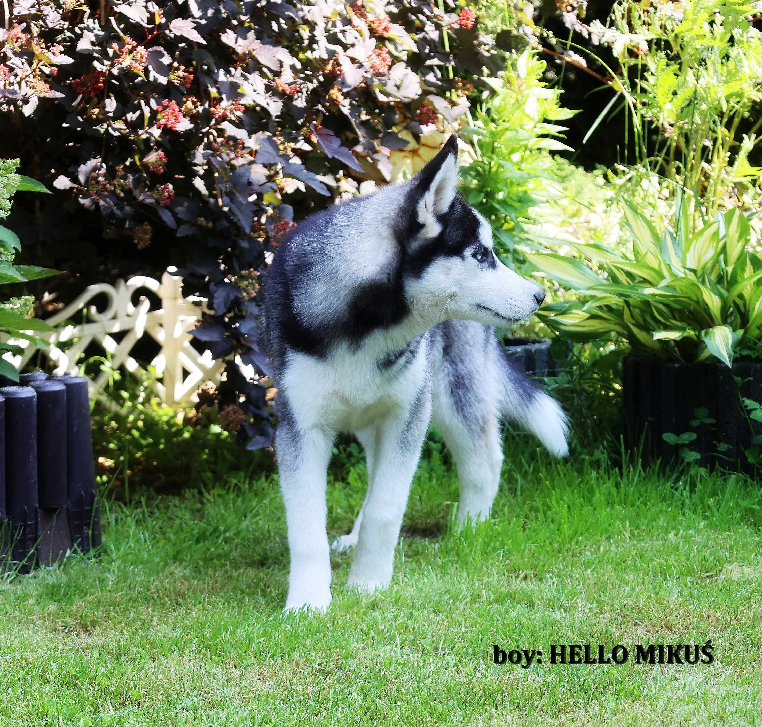 Siberian Husky-hej ! mam na imię HELLO MIKUŚ - ZKwP