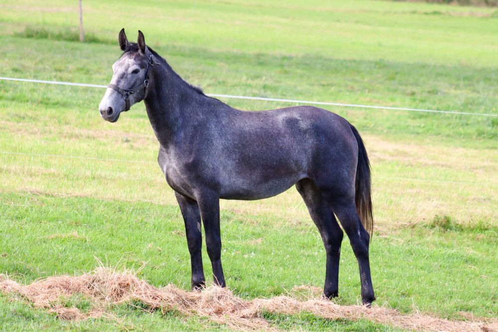 Siwa klacz sp ślązak/lipican