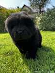 Chow Chow piekna suczka !