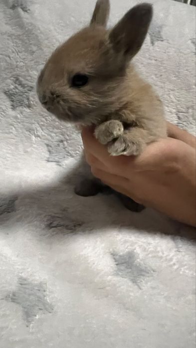 Кролик карликовий подарунок під ялинку