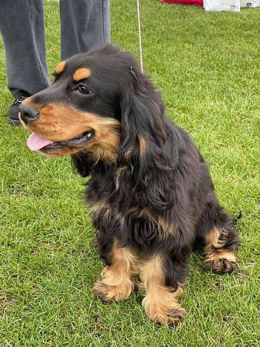 cocker spaniel angielski