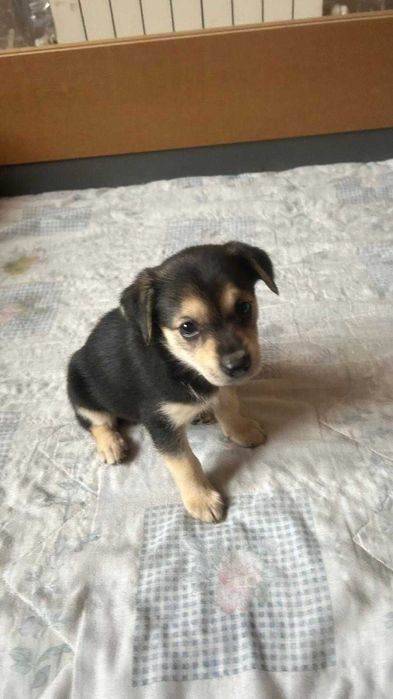 Oddam za darmo w dobre ręce