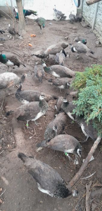 Paw Pawie Pawice  2025. Po szmaragdzie dostępne kury