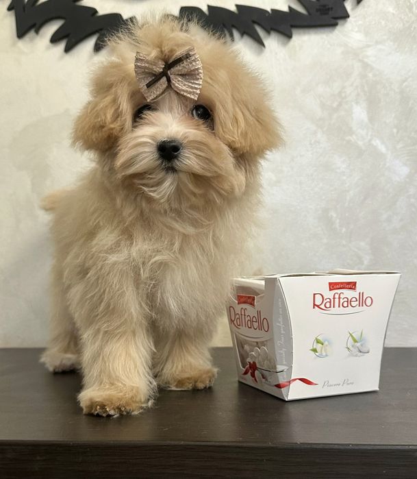 3 міні дівчинки мальтипу ф1, maltipoo f1