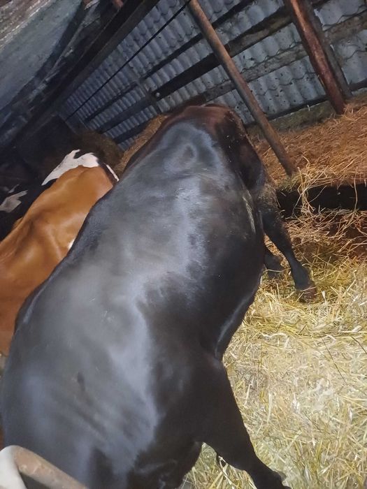 Sprzedam krowe po ocieleniu