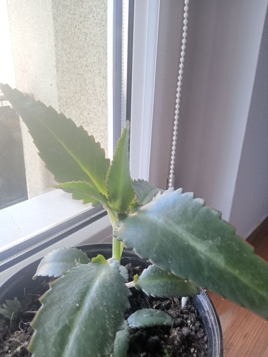 Żyworódka -kwiat leczniczy