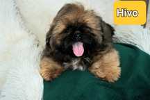 Shih-Tzu od zootechnika  i behawiorysty DNA
