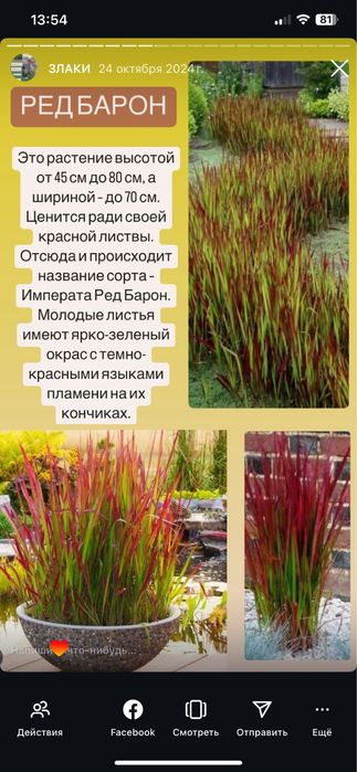 Сокуленты Злаки мискантус пенисентум бородачь  рэдбарон райграс