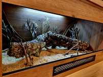 Terrarium 100x50x50 wąż zbożowy pyton boa