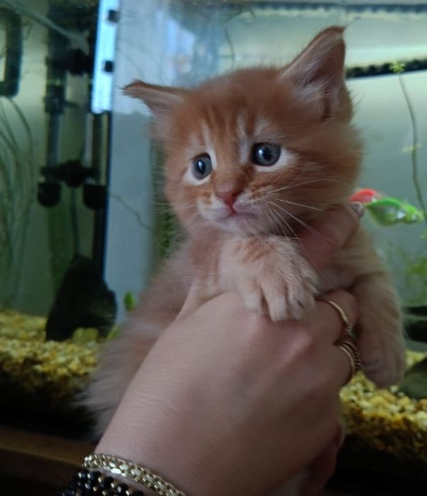 Wyjątkowy kotek Maine Coon