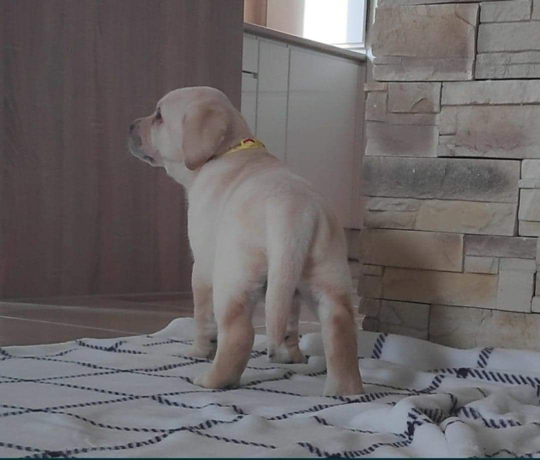 Labrador retriever