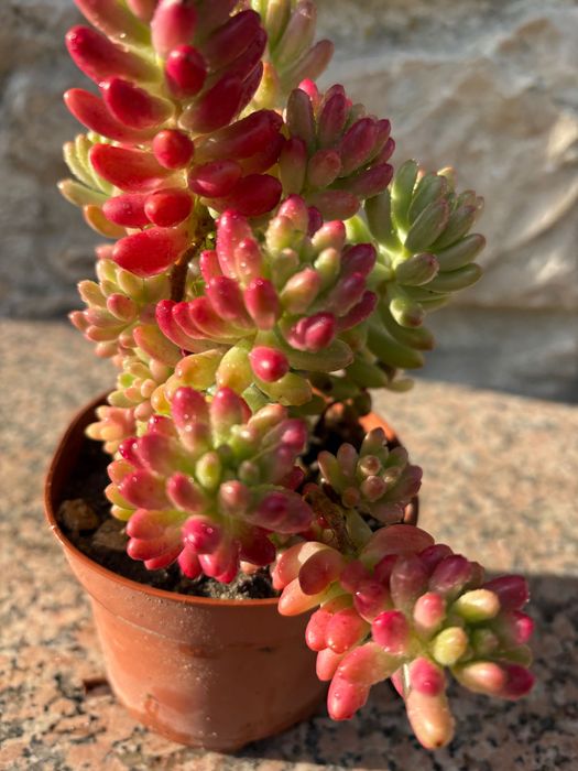 Suculentas sedum  etc