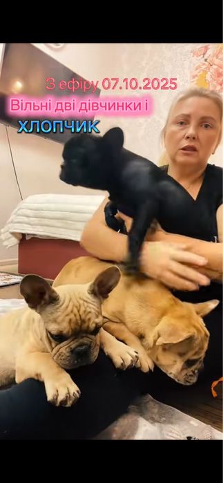 Малюки французького бульдога