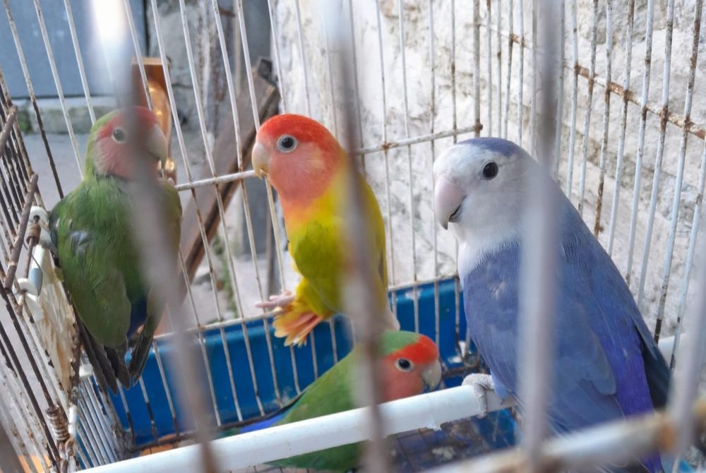 Agapornis disponíveis