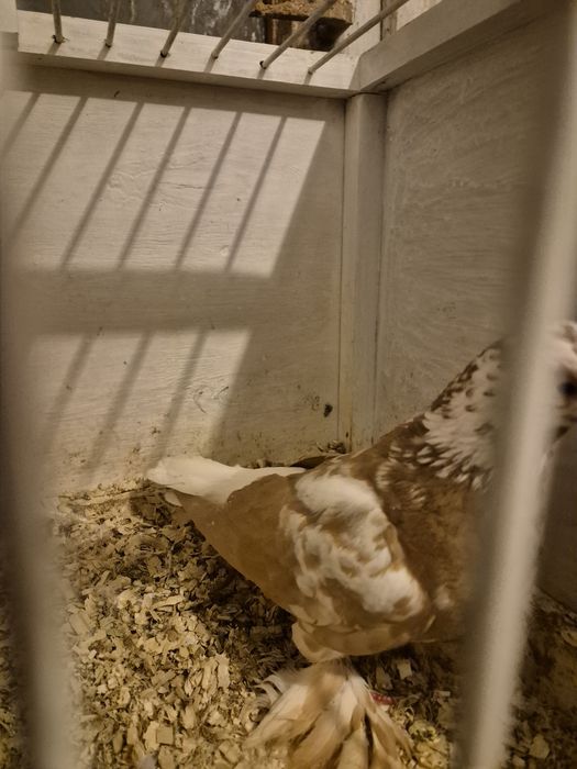 Sprzedam Berlinka żółtą z białym ogonem