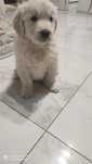 Golden retriever sunia