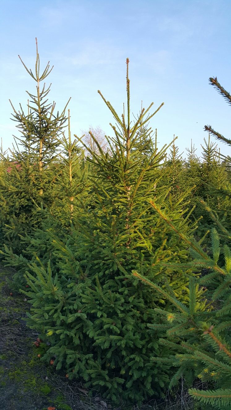 Choinki, świerk srebrny i pospolity, plantacja