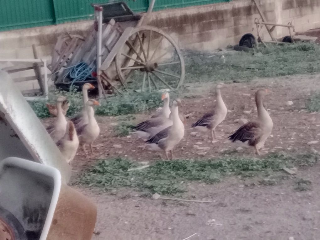 Vende se Patos Gansos cruzados com da Guiné