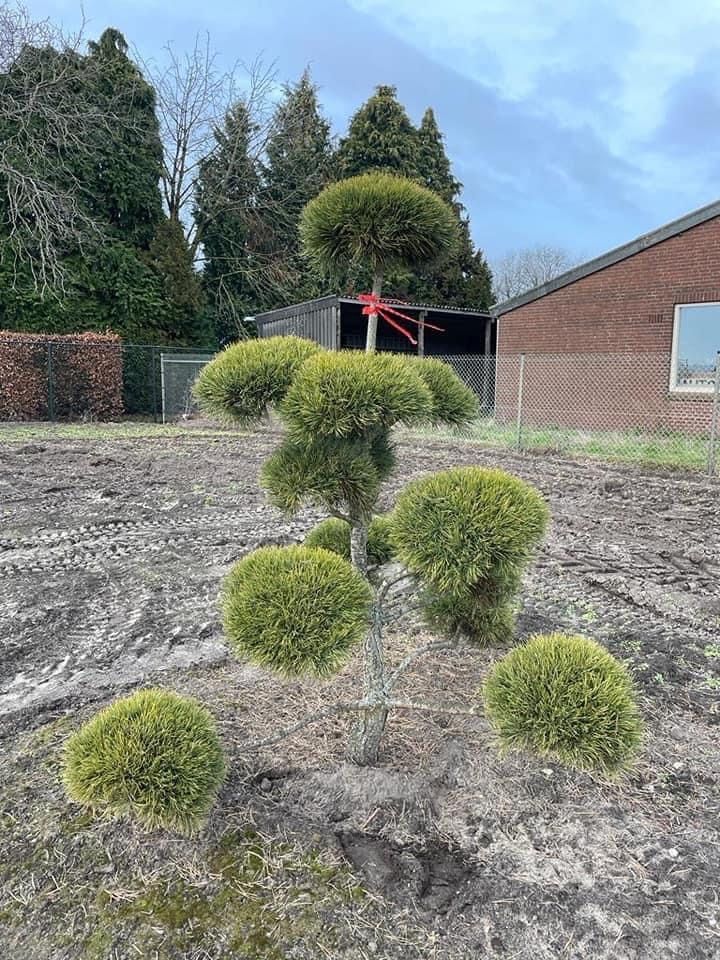 Bonsai-Niwaki formowane sosna cis jałowiec. Laurowiśnia jodła szmaragd