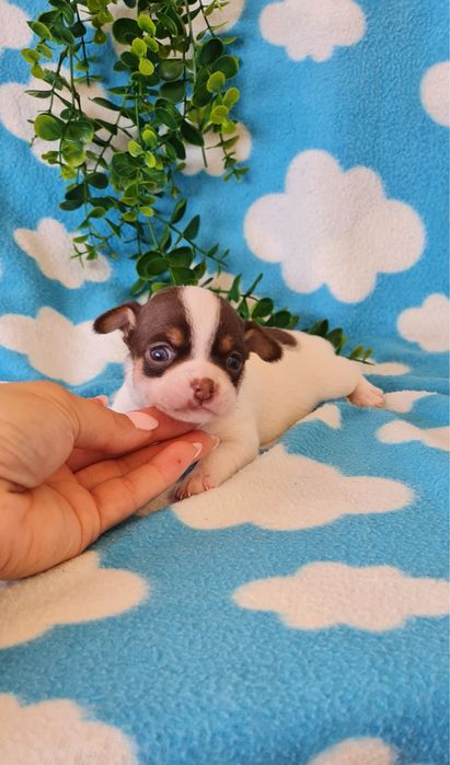 Excelente chocolate Chihuahua/Chiuaua mini, Linhagem Russa, Qualidade