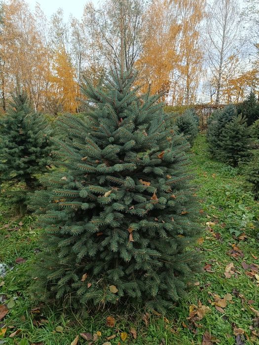 Ялинка голуба Кейбаб