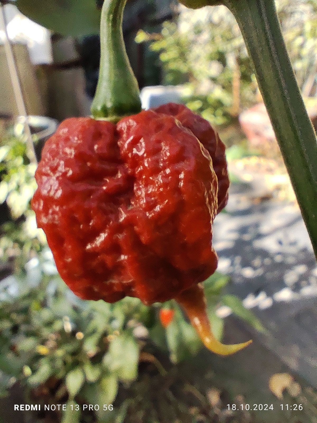 Насіння надгострого перцю  Carolina Reaper 12 шт.