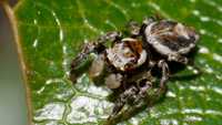 Продам паук скакун разные виды,самка самец