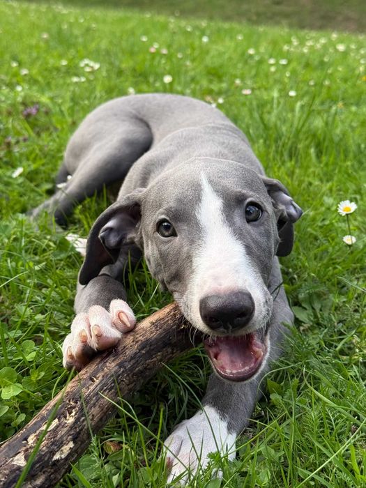 Chart angielski Whippet FCI Niebieski