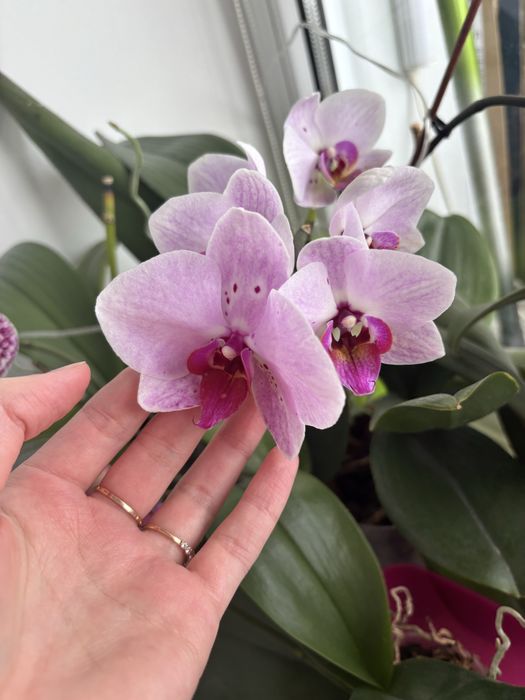 Орхідея домашня