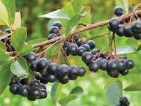 Aronia świeże owoce