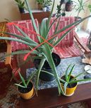 Sprzedam kwiat Aloes