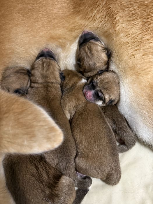 Akita inu akita japońska suczka po Championie Polski