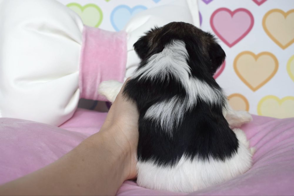 Biewer Terrier śliczna suczka york