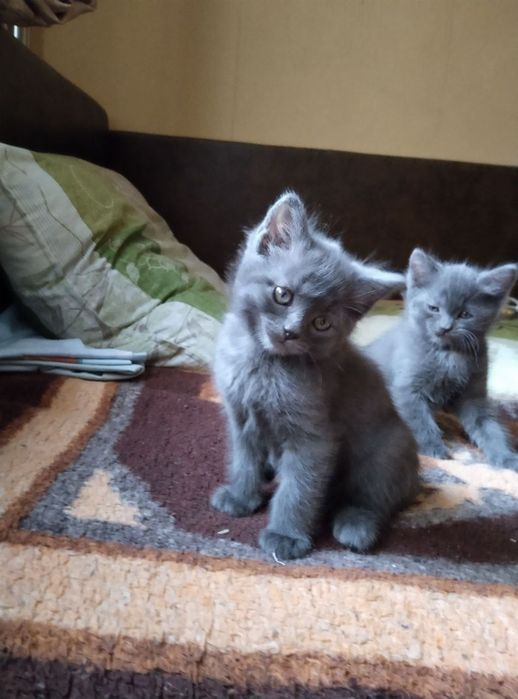 Отдам серого котенка, метис британца, девочка, мальчик, 1,5 месяца