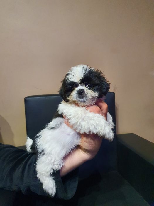 Shih tzu z rodowodem GOTOWE do nowego domu!!!