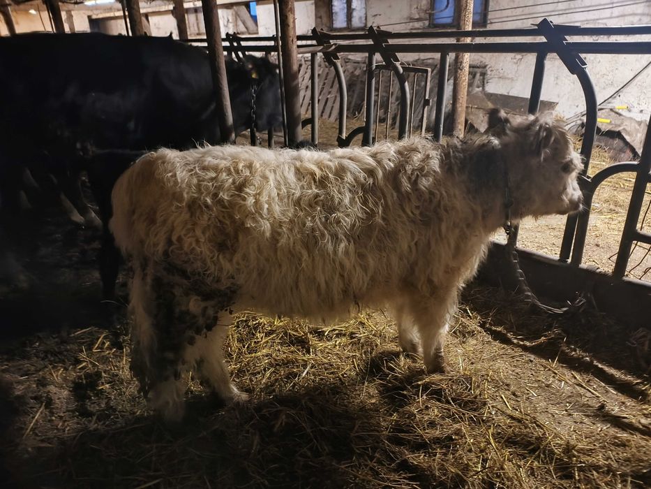 Jalowki miesne, odsadki startery zarlaki